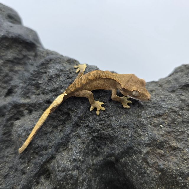 챠콜 블랙 다크