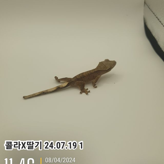 레드