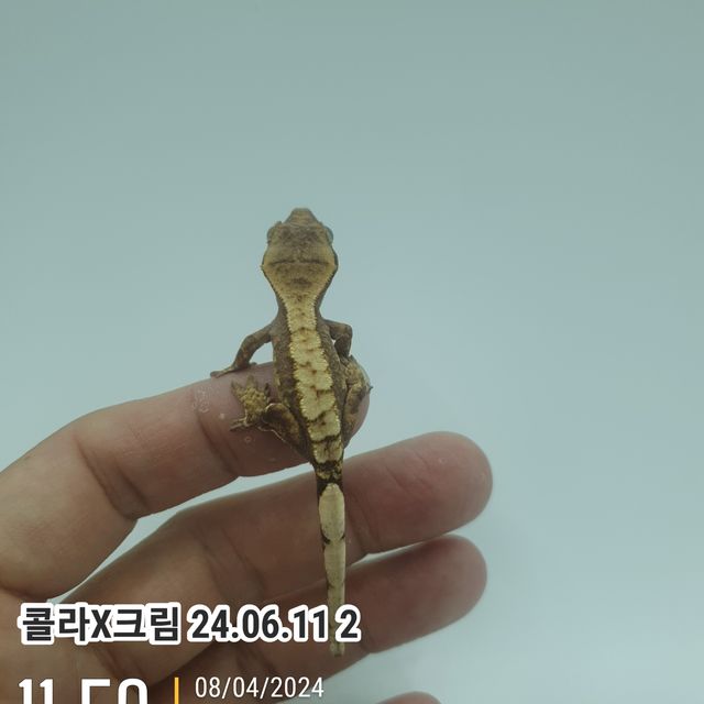 노멀