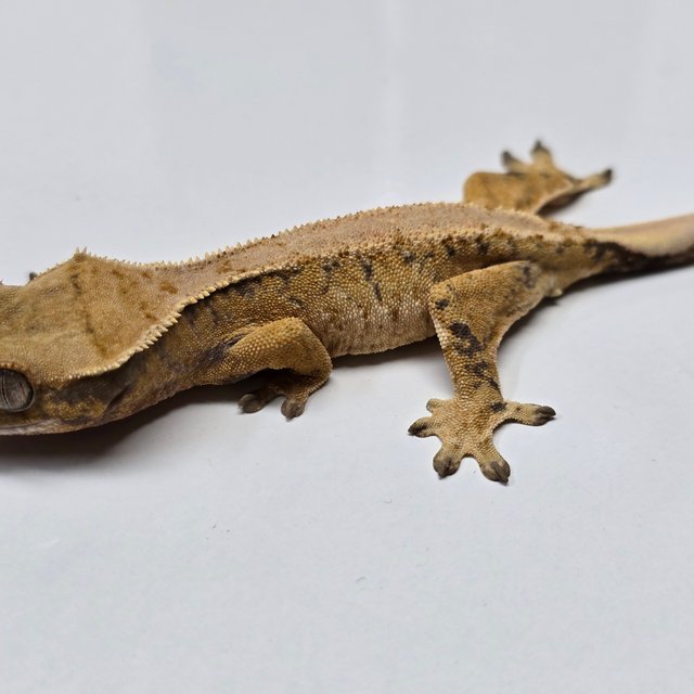 트라이 익스트림할리퀸