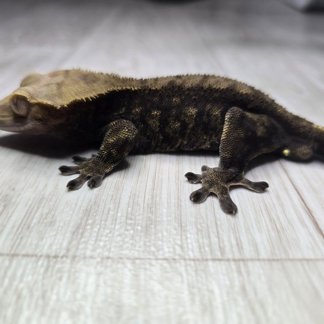 챠콜