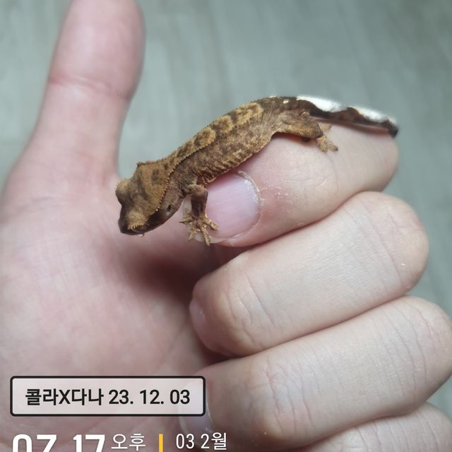 팬텀 벅스킨 다크