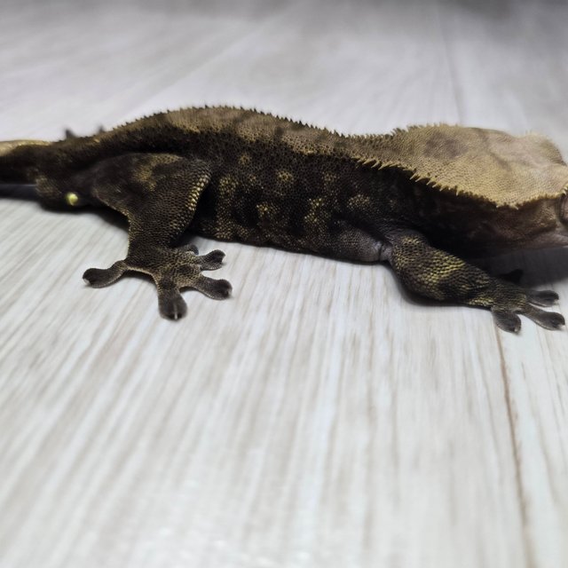챠콜