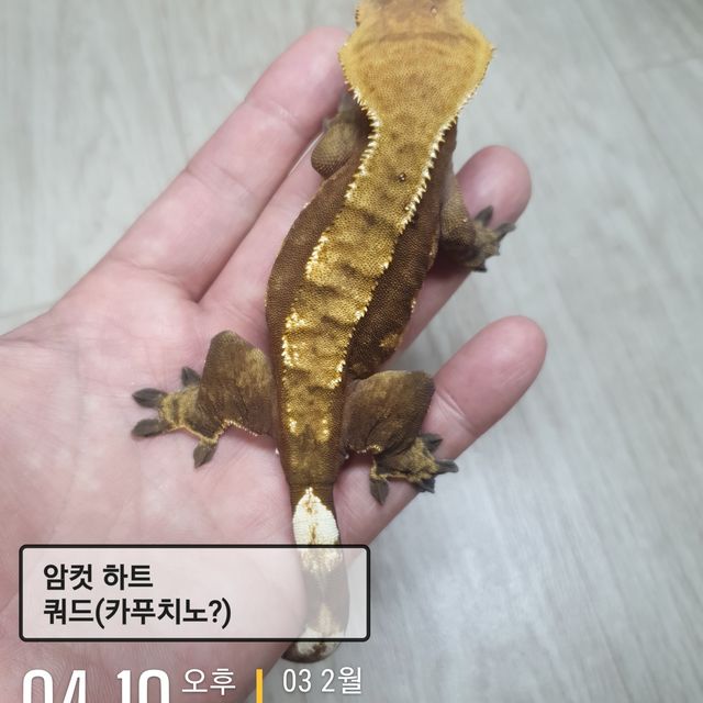 쿼드