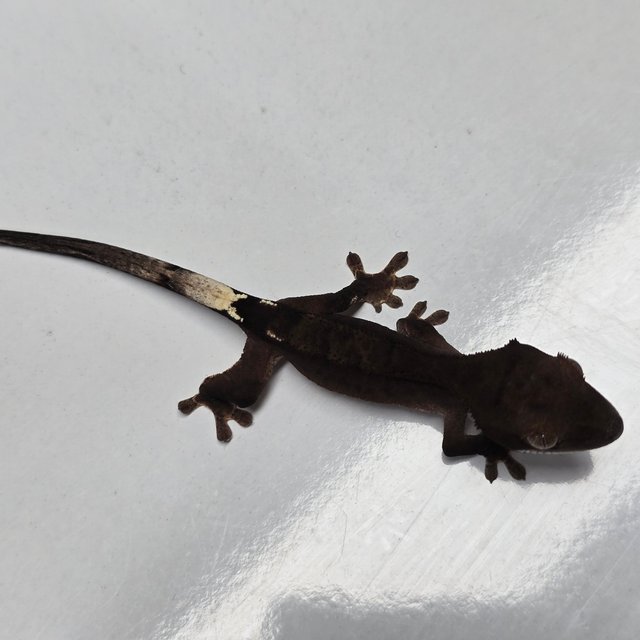 챠콜 팬텀 카푸치노