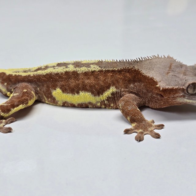 레드 팬텀 프라푸치노