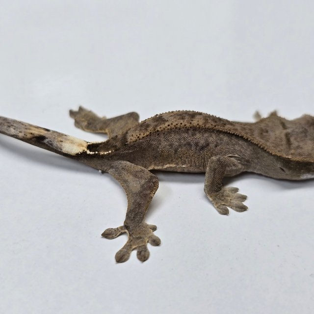 챠콜 팬텀 카푸치노