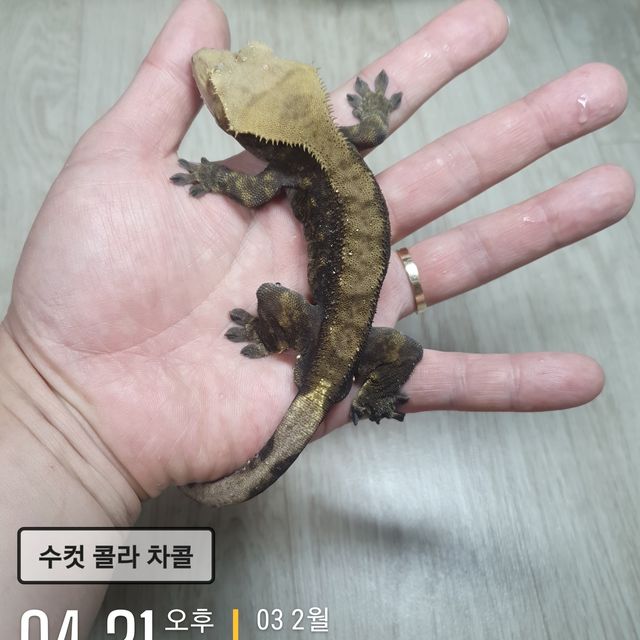 챠콜