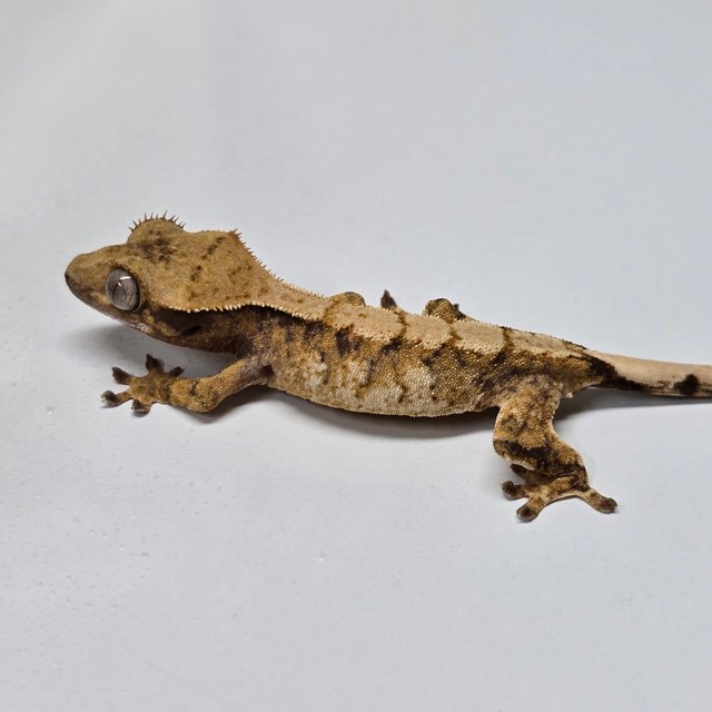 트라이 익스트림할리퀸