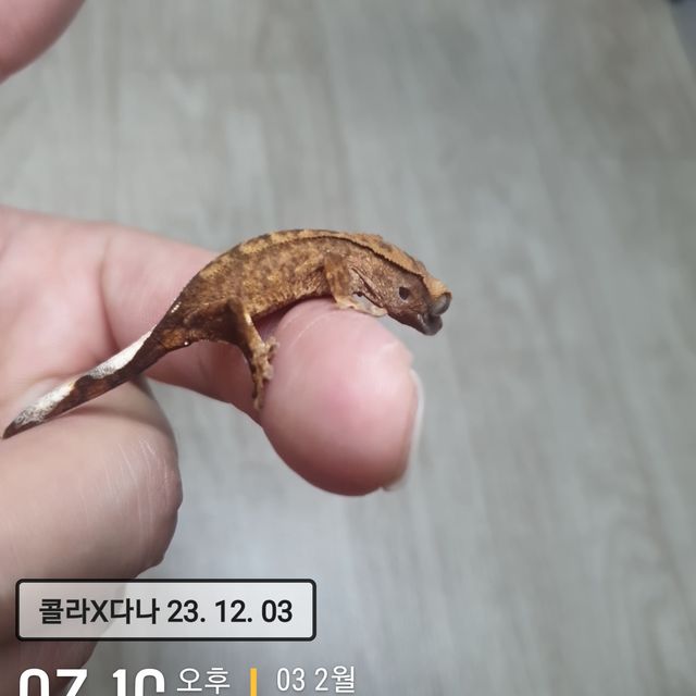 팬텀 벅스킨 다크