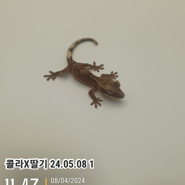 레드