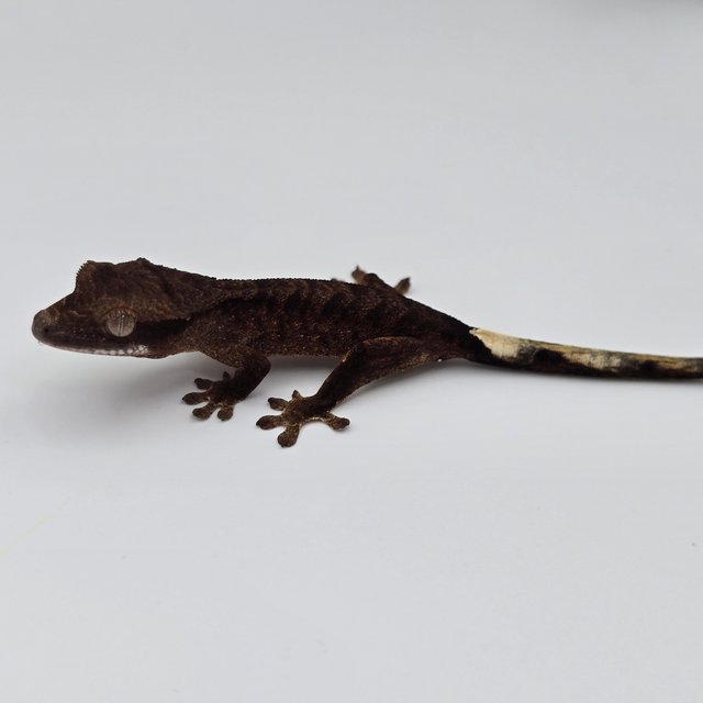 챠콜 다크