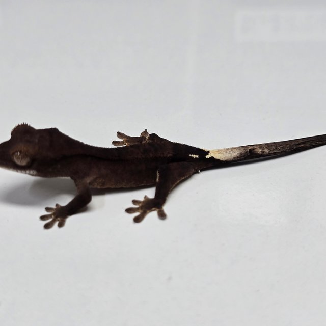 챠콜 팬텀 카푸치노