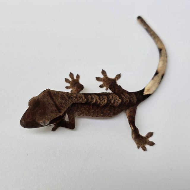 다크 챠콜 블랙
