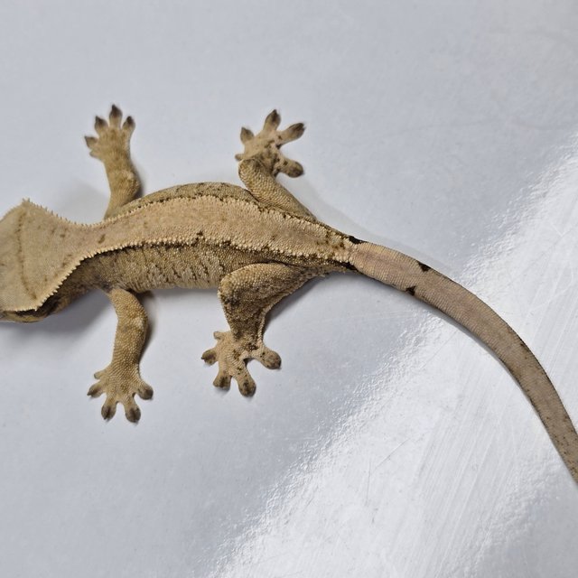 트라이 익스트림할리퀸