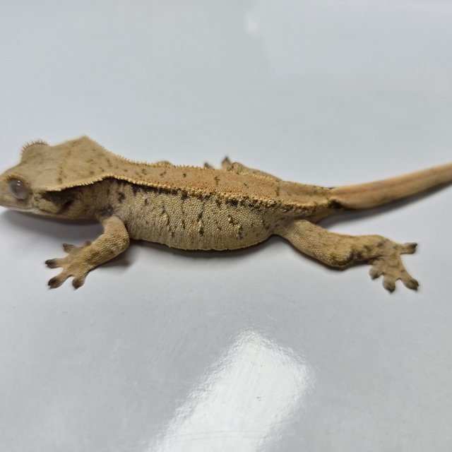 트라이 익스트림할리퀸