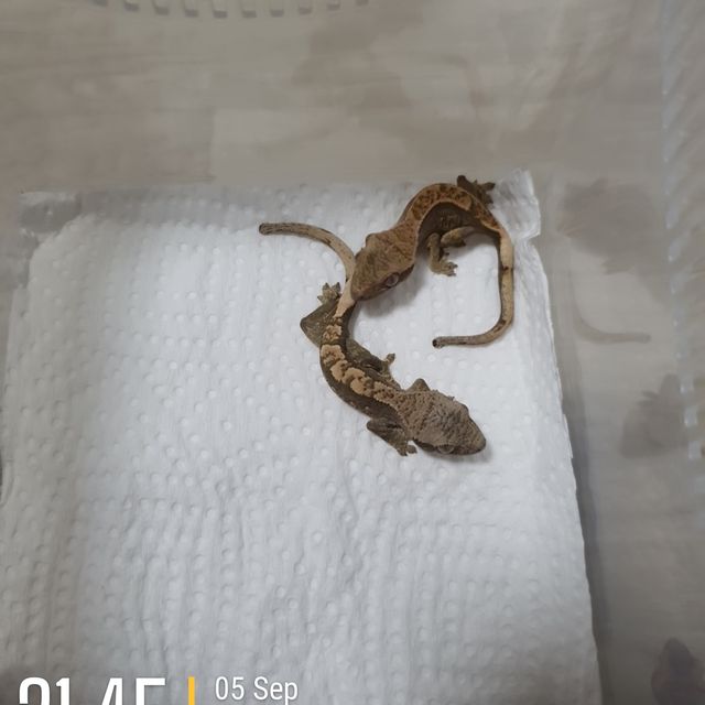 익스트림할리퀸 다크