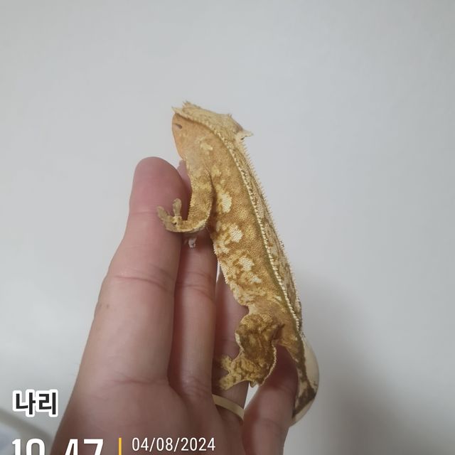 크림시클