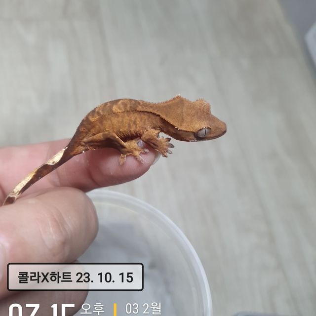 다크 챠콜 벅스킨 팬텀