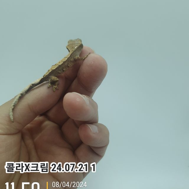 노멀