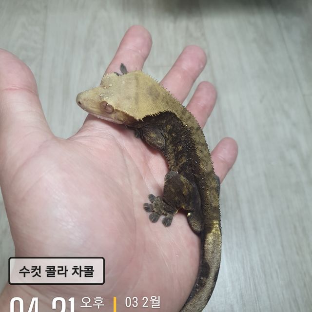 챠콜