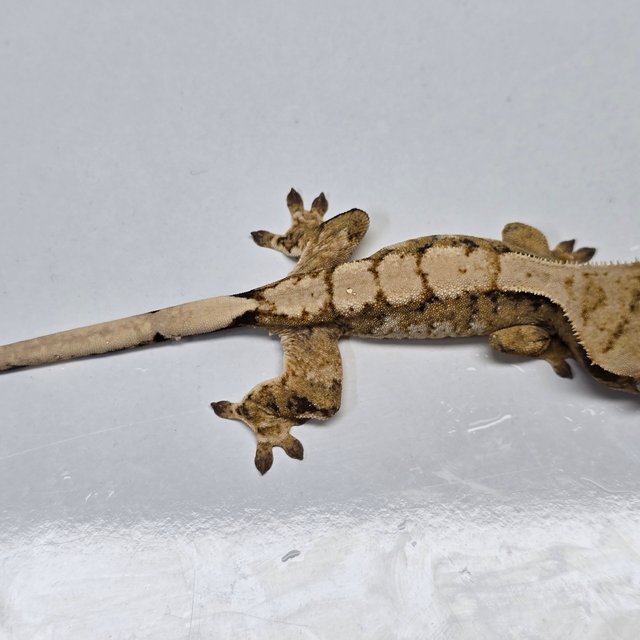 트라이 익스트림할리퀸