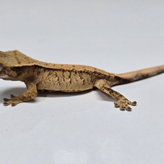 트라이 익스트림할리퀸