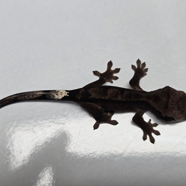 챠콜 팬텀 카푸치노