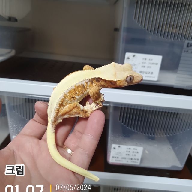 릴리화이트