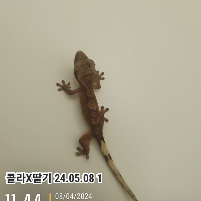 레드