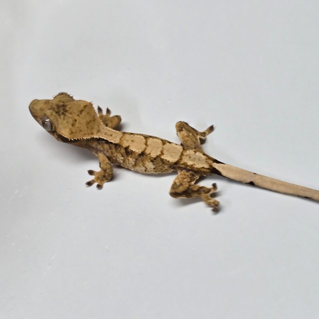 트라이 익스트림할리퀸