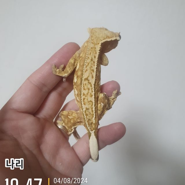 크림시클