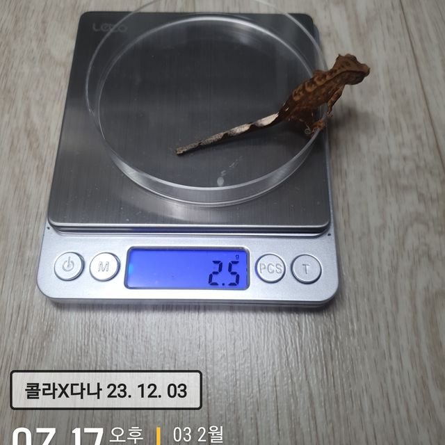 팬텀 벅스킨 다크