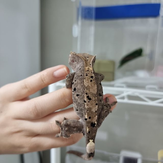 카푸치노 달마시안