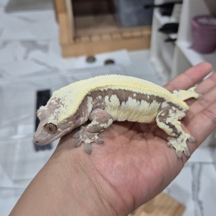 릴리 세이블 솔리드백