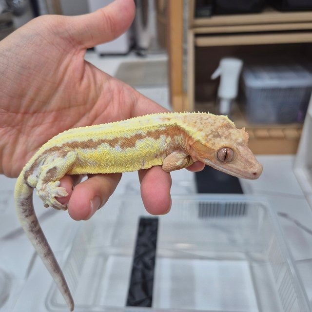 프라푸치노 레드