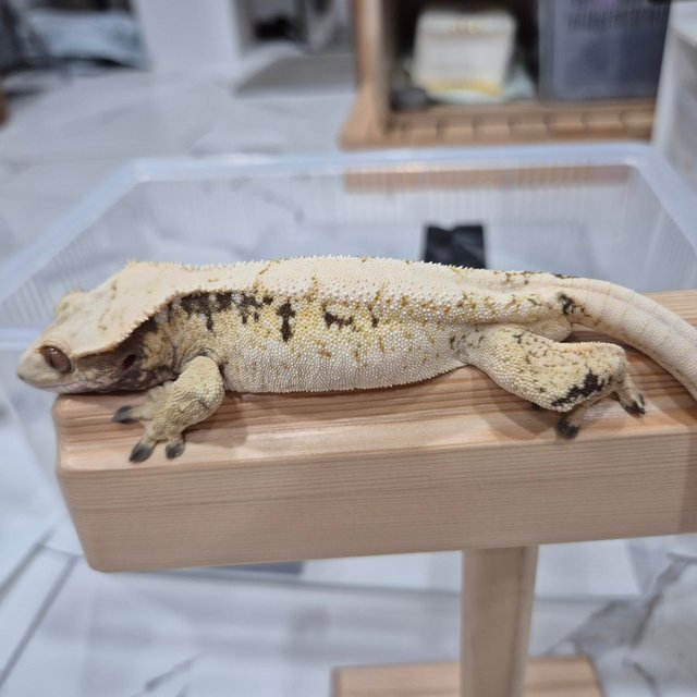 트라이