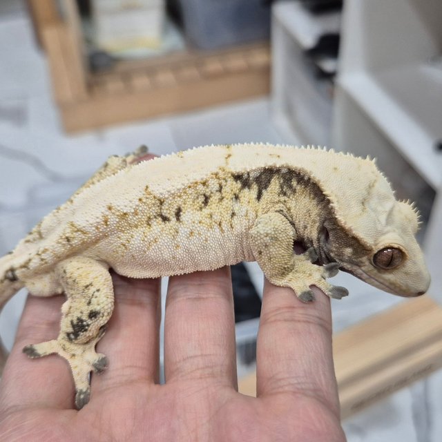 트라이