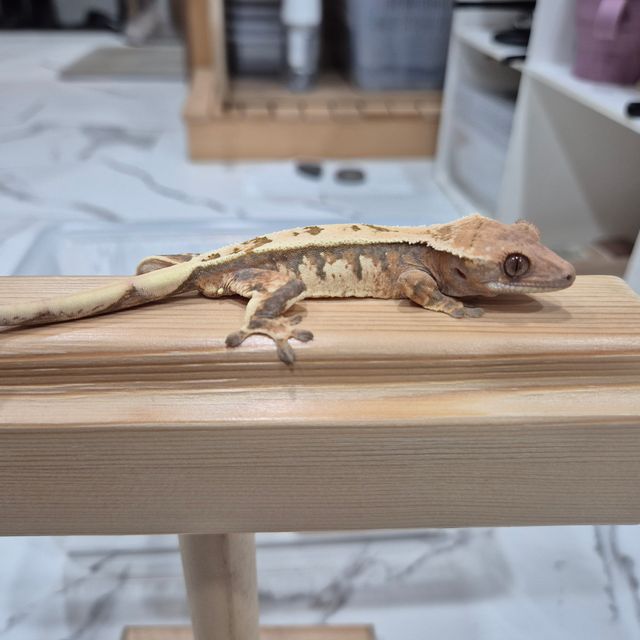 세이블