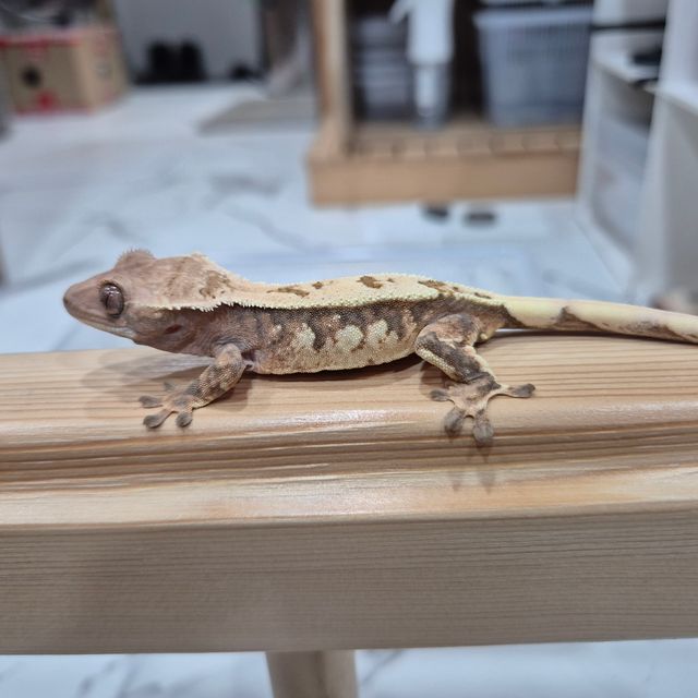 세이블