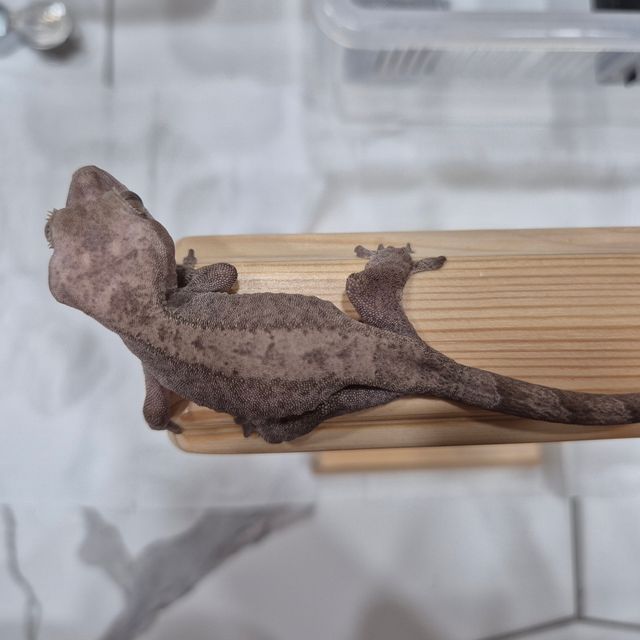 루왁