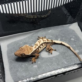 세이블