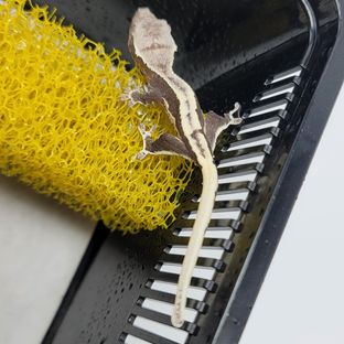 릴잔틱
