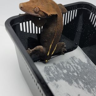 카푸치노 다크