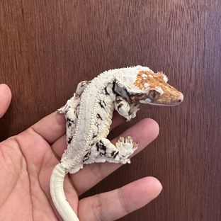 스노우