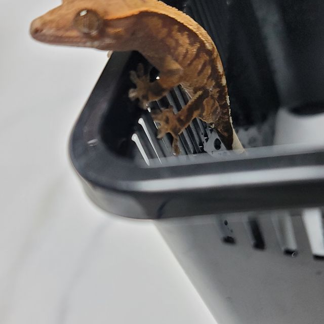 카푸치노