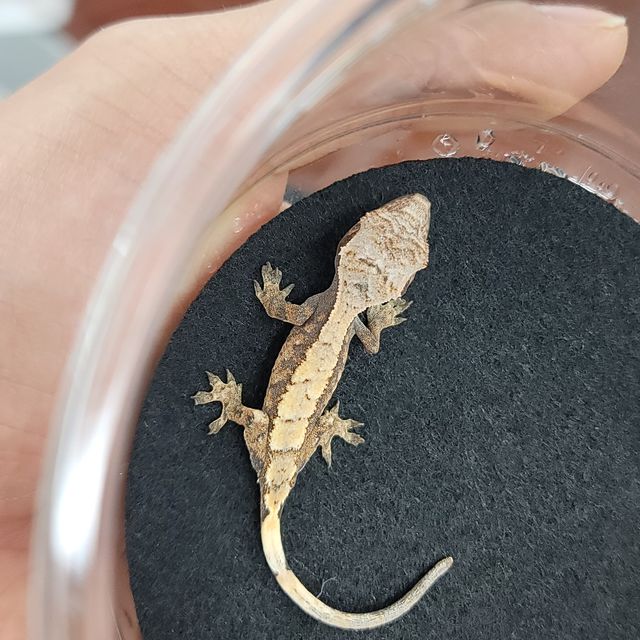세이블