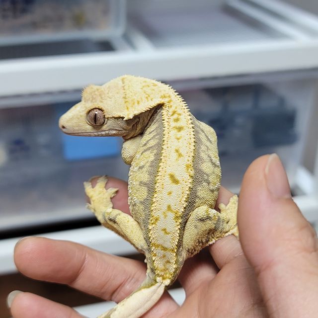 노멀