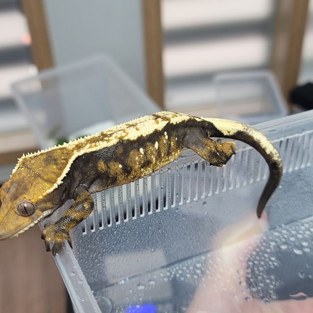 세이블