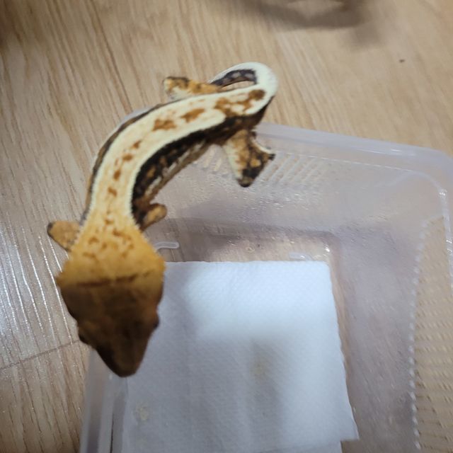 트라이